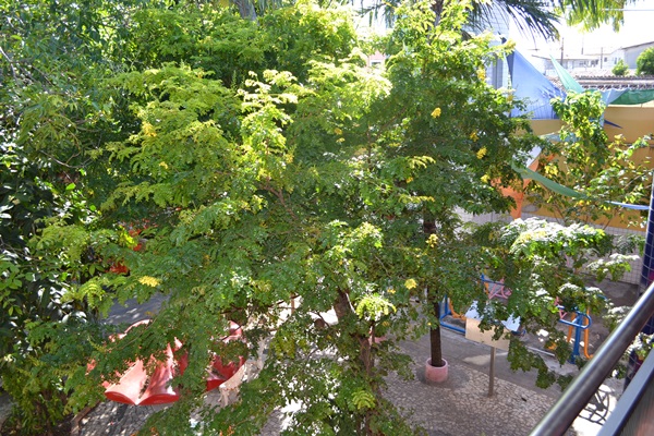 PAU-BRASIL VERDADEIRO - ALUMAC